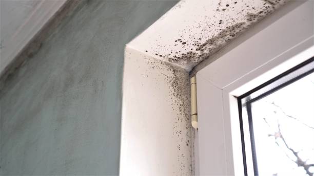 Best Professional Mold Removal  in Riverside, PA