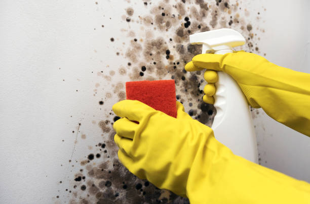 Best Mold Removal Process  in Riverside, PA