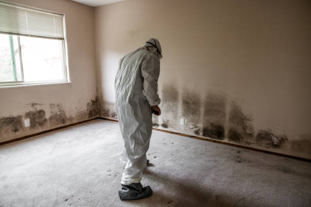 Crawl Space Mold Removal in Riverside, PA