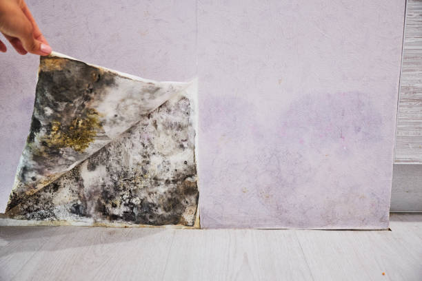Best Home Mold Removal  in Riverside, PA